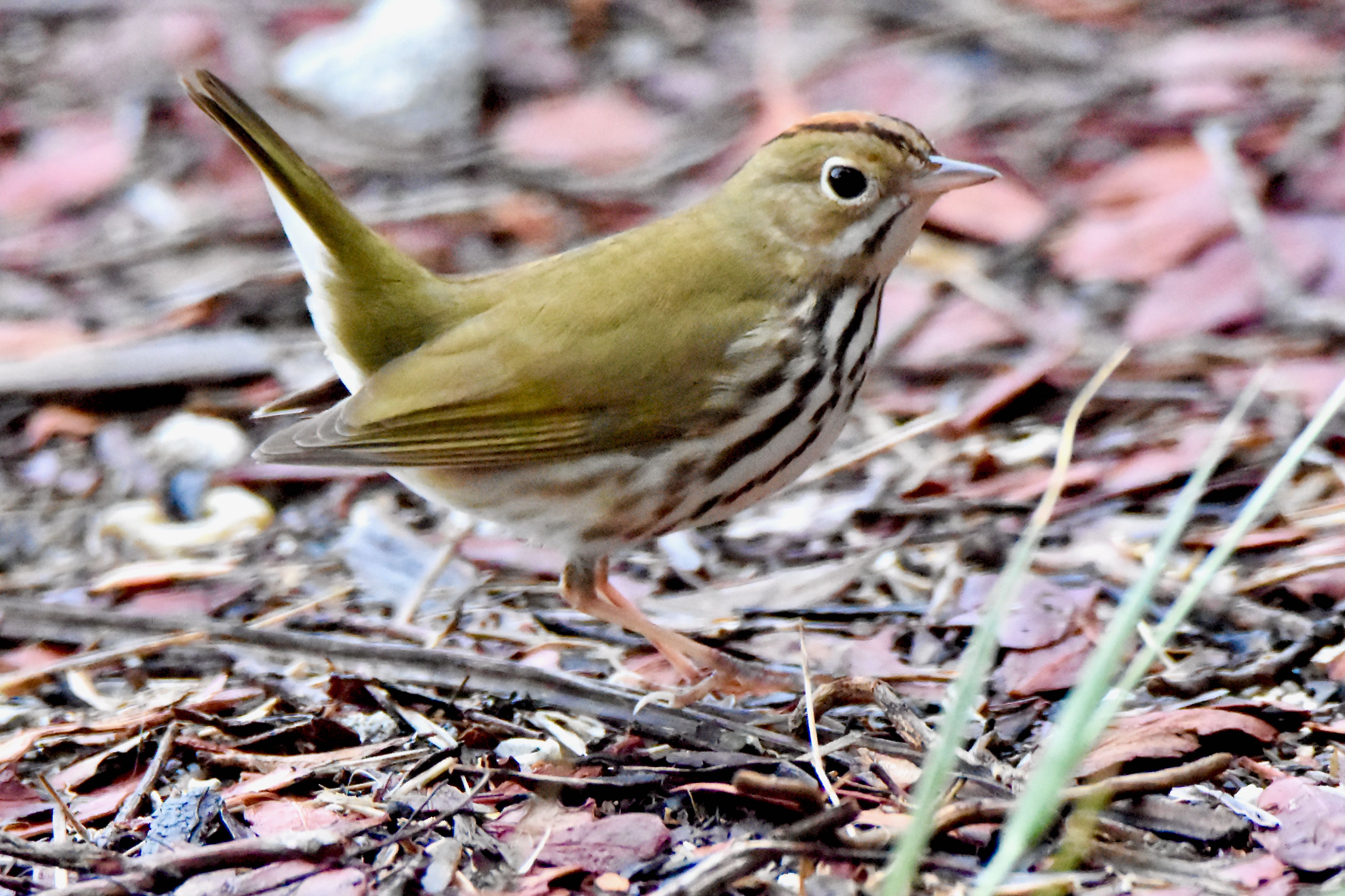 Birds of South Florida
